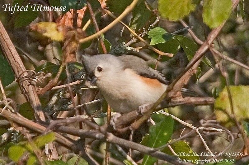 Tufted Titmouse