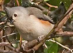 Tufted Titmouse