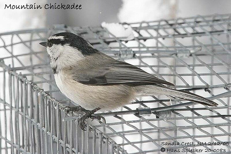 Mountain Chickadee