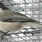 Mésange de Gambel