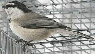 Mountain Chickadee