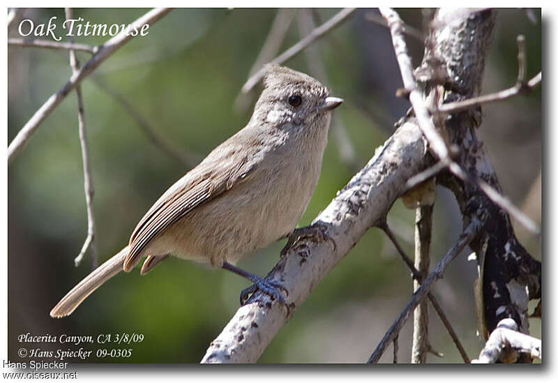 Mésange des pinèdesadulte