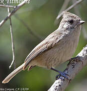 Juniper Titmouse