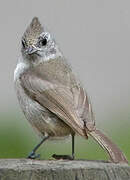 Juniper Titmouse