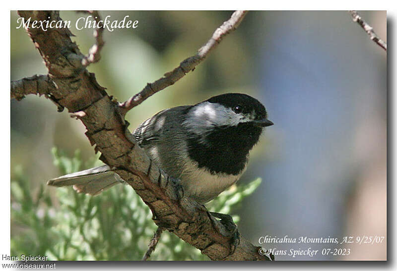 Mexican Chickadeeadult, identification