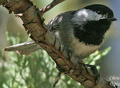 Mexican Chickadee