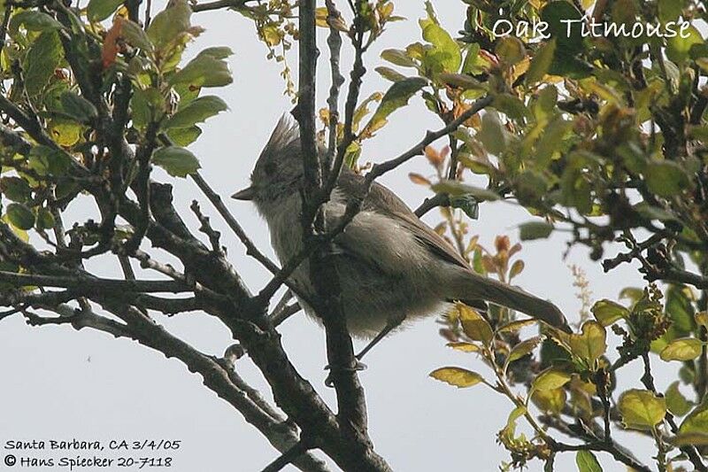 Oak Titmouse