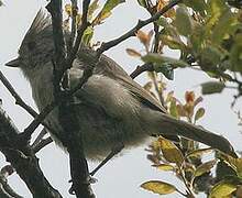 Oak Titmouse