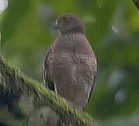 Double-toothed Kite