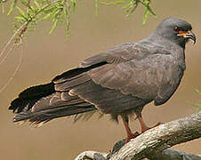 Snail Kite