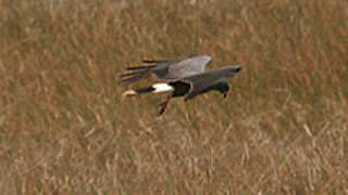 Snail Kite