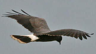 Snail Kite