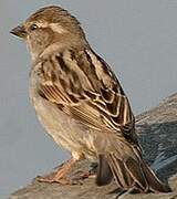 Moineau domestique