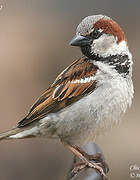 House Sparrow