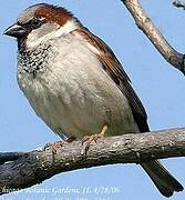 House Sparrow