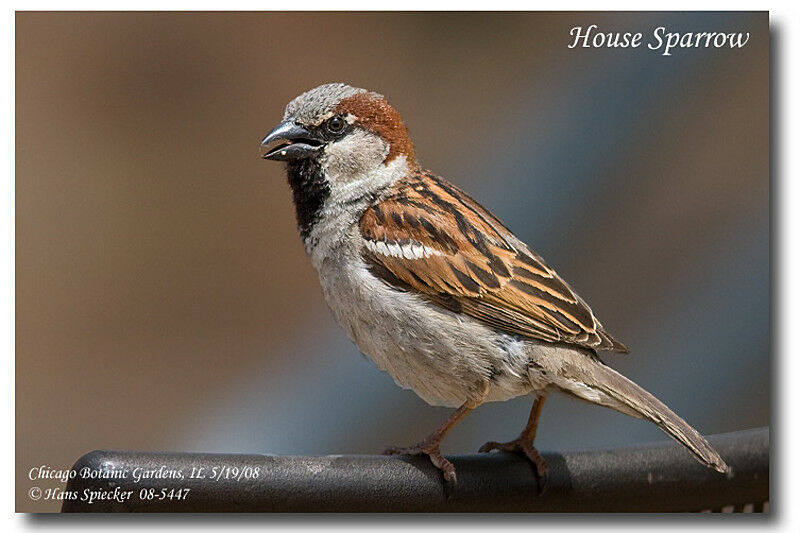 House Sparrow male adult breeding