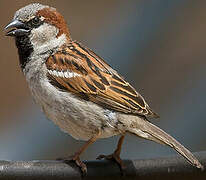 Moineau domestique