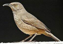 Curve-billed Thrasher