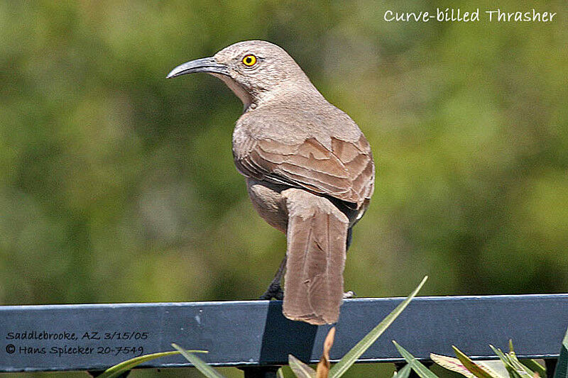 Curve-billed Thrasher