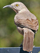 Curve-billed Thrasher