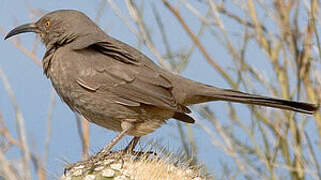 Curve-billed Thrasher