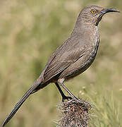 Curve-billed Thrasher