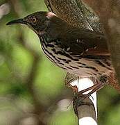 Long-billed Thrasher