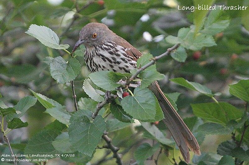 Long-billed Thrasher