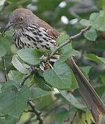 Long-billed Thrasher