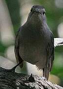 Grey Catbird