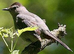 Grey Catbird