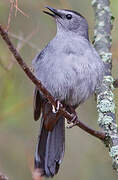 Grey Catbird