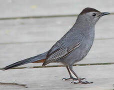 Grey Catbird