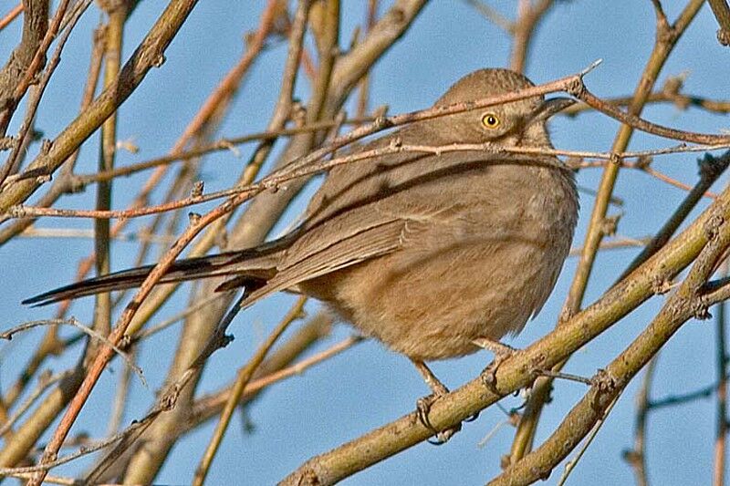 Bendire's Thrasher