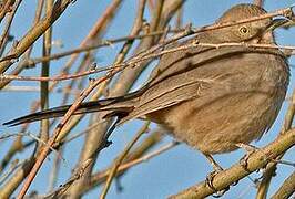 Bendire's Thrasher