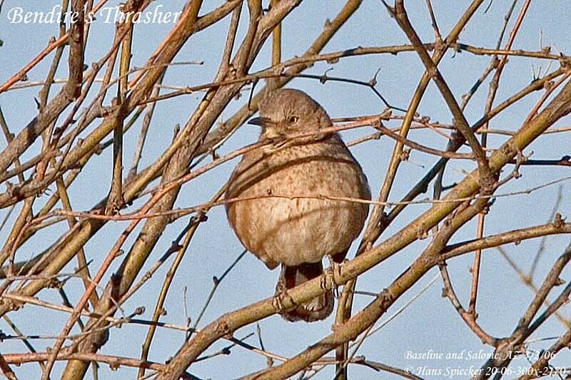 Bendire's Thrasher