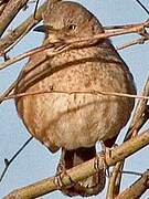 Bendire's Thrasher