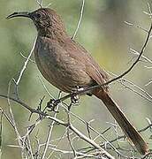 California Thrasher