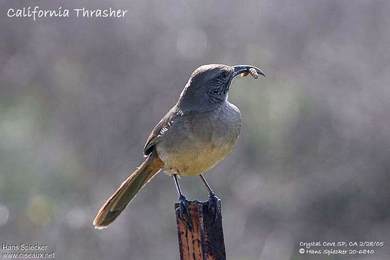 California Thrasher