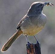 California Thrasher