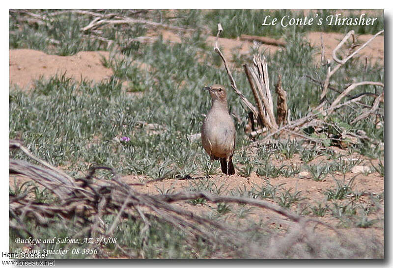 LeConte's Thrasheradult