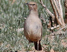 LeConte's Thrasher