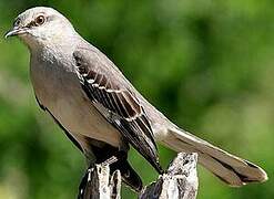 Northern Mockingbird