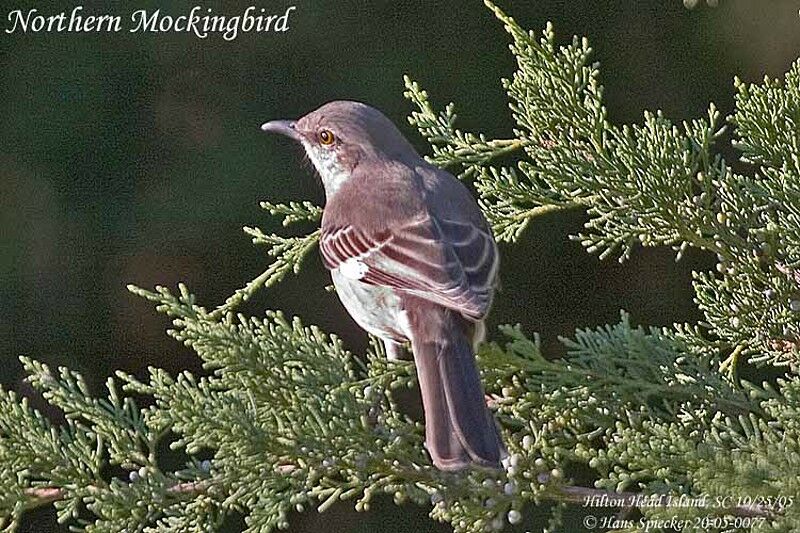 Northern Mockingbird