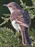 Northern Mockingbird