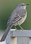 Northern Mockingbird