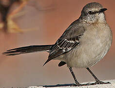 Northern Mockingbird