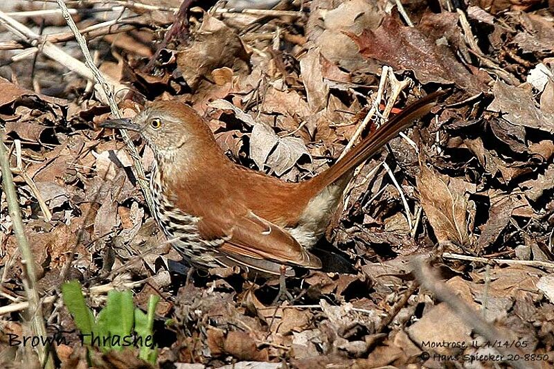 Brown Thrasher