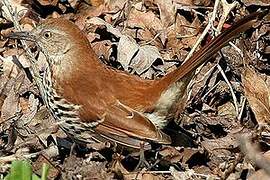 Brown Thrasher