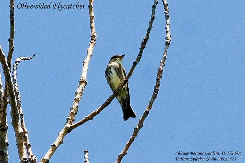 Olive-sided Flycatcher